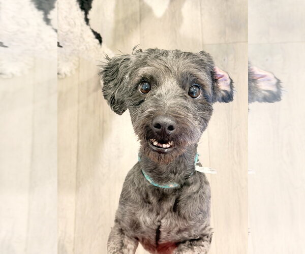 Medium Photo #2 Poodle (Miniature) Puppy For Sale in Sandy, UT, USA