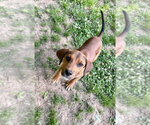 Small #2 Mutt