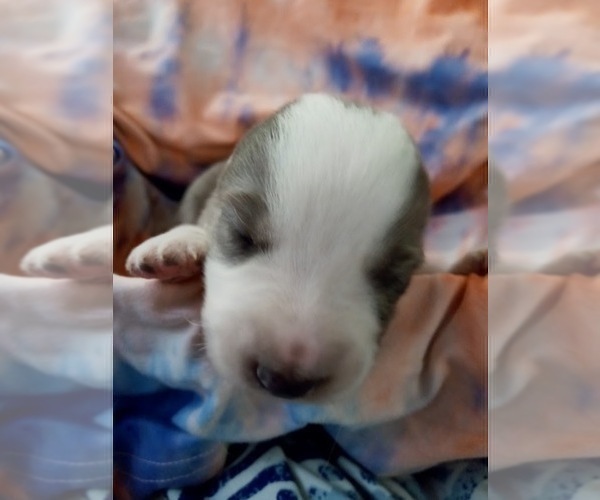 Medium Photo #7 Australian Shepherd-Pembroke Welsh Corgi Mix Puppy For Sale in GALLEGOS, NM, USA