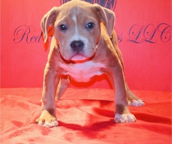 Medium Photo #1 American Bully Puppy For Sale in TRENTON, NJ, USA