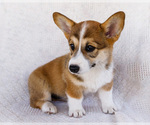Small #4 Pembroke Welsh Corgi