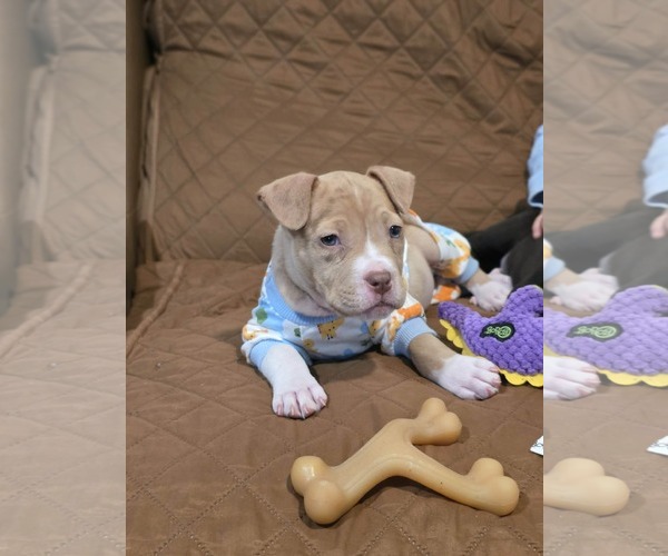 Medium Photo #2 Mutt Puppy For Sale in Derwood, MD, USA