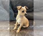Small Photo #8 Chihuahua-Chiweenie Mix Puppy For Sale in CLOVER, SC, USA