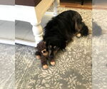 Small #2 Australian Shepherd-Cavalier King Charles Spaniel Mix