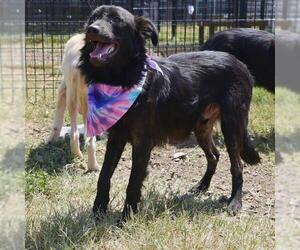Mutt Dogs for adoption in San Antonio, TX, USA
