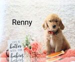 Small #3 Golden Retriever