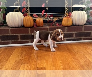 Beagle Puppy for Sale in NATHALIE, Virginia USA