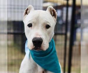 Argentinian Mastiff Dogs for adoption in San Antonio, TX, USA