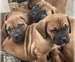 Small Photo #6 Cane Corso-Dogue de Bordeaux Mix Puppy For Sale in GIG HARBOR, WA, USA