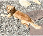 Small #4 Chihuahua-Cocker Spaniel Mix