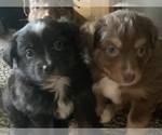 Small Photo #10 Miniature Australian Shepherd Puppy For Sale in BETHANY, IL, USA