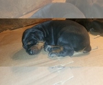Small Photo #7 Doberman Pinscher Puppy For Sale in BON AQUA, TN, USA