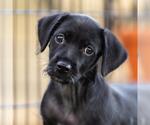 Small Mutt