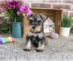 Small #2 Schnauzer (Miniature)