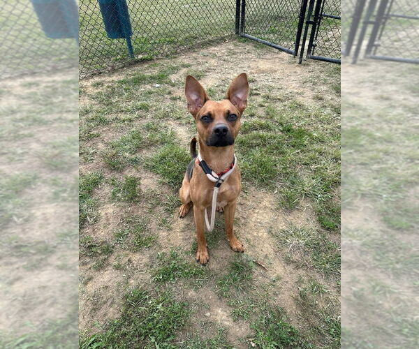 Medium Photo #1 Shepradors Puppy For Sale in Evansville, IN, USA