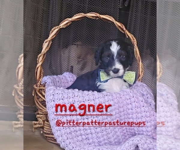Medium Photo #1 Bernedoodle Puppy For Sale in TEMPLE, GA, USA