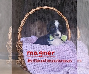 Bernedoodle Puppy for sale in TEMPLE, GA, USA