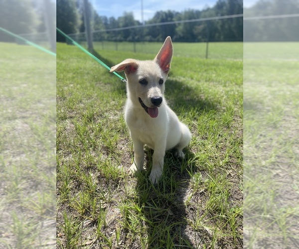 Medium Photo #1 German Shepherd Dog Puppy For Sale in ALACHUA, FL, USA