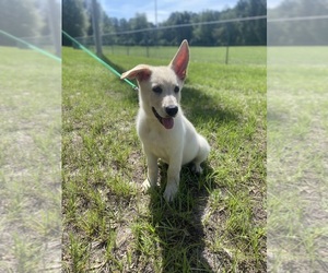 German Shepherd Dog Puppy for sale in ALACHUA, FL, USA
