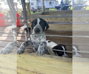 German Shorthaired Pointer Puppy for Sale in PICAYUNE, Mississippi USA