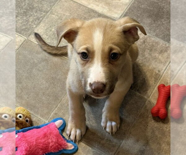 Medium Photo #28 Siberian Husky-Unknown Mix Puppy For Sale in Fargo, ND, USA