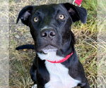 Small Photo #3 Labrador Retriever-Unknown Mix Puppy For Sale in Canton, CT, USA