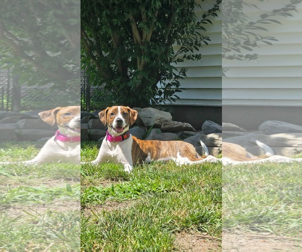 Medium Photo #3 Mutt Puppy For Sale in pomfret, CT, USA