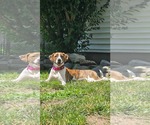 Small #2 Mutt