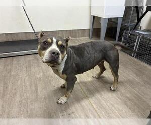 Mutt Dogs for adoption in Pasadena, CA, USA