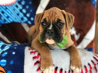 Boxer Puppy for sale in EAST EARL, PA, USA