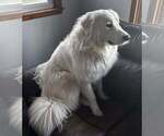 Small Photo #1 Great Pyrenees Puppy For Sale in CORY, IN, USA