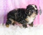 Small Photo #68 Poodle (Toy) Puppy For Sale in WARSAW, IN, USA