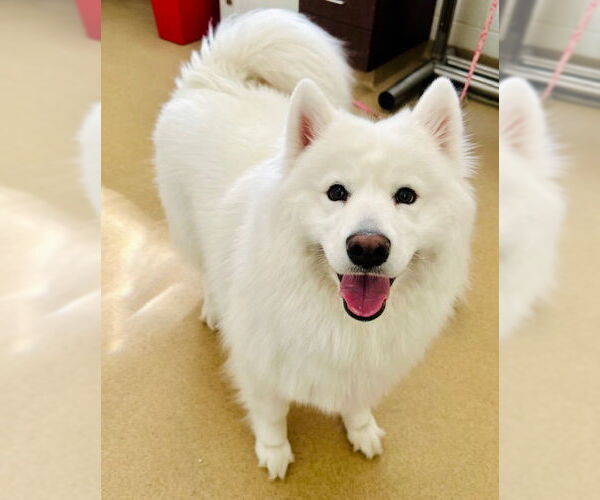 Medium Photo #1 Samoyed Puppy For Sale in Derwood, MD, USA