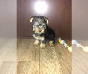 Yorkshire Terrier Puppy for sale in LAPEER, MI, USA
