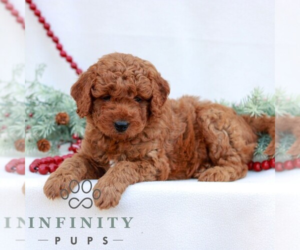 Medium Photo #3 Goldendoodle (Miniature) Puppy For Sale in NARVON, PA, USA
