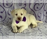 Small Photo #4 Labrador Retriever Puppy For Sale in LANCASTER, PA, USA