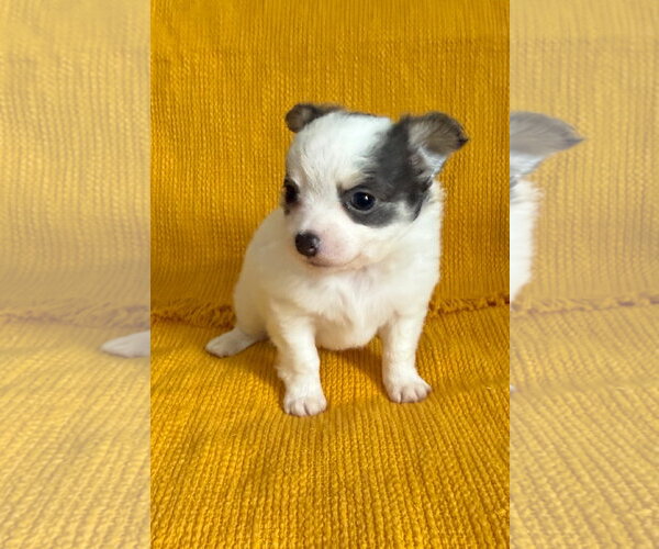Medium Photo #1 Chiranian Puppy For Sale in Grafton, WI, USA