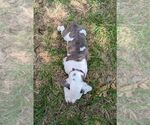 Small #6 Olde English Bulldogge