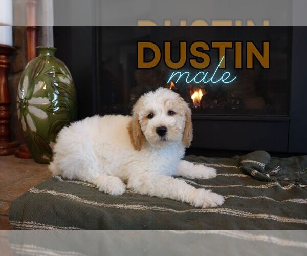 Medium Photo #1 Goldendoodle (Miniature) Puppy For Sale in NORTH LIBERTY, IN, USA