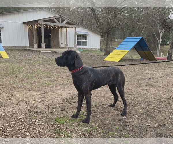 Medium Photo #6 Great Dane-Labrador Retriever Mix Puppy For Sale in Sheboygan, WI, USA