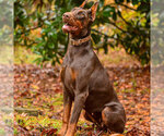 Small #19 Doberman Pinscher