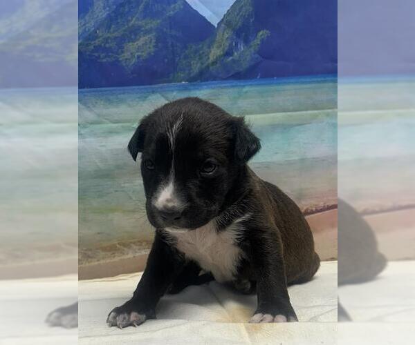 Medium Photo #1 American Staffordshire Terrier Puppy For Sale in San Antonio, TX, USA
