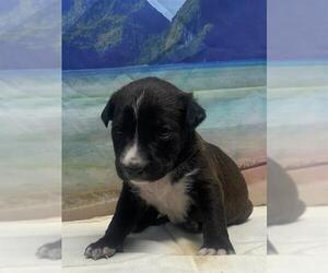 American Staffordshire Terrier Dogs for adoption in San Antonio, TX, USA