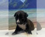 Small American Staffordshire Terrier