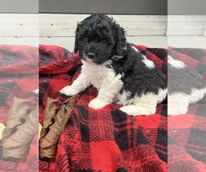 Cockapoo Puppy for sale in ARLINGTON, WA, USA