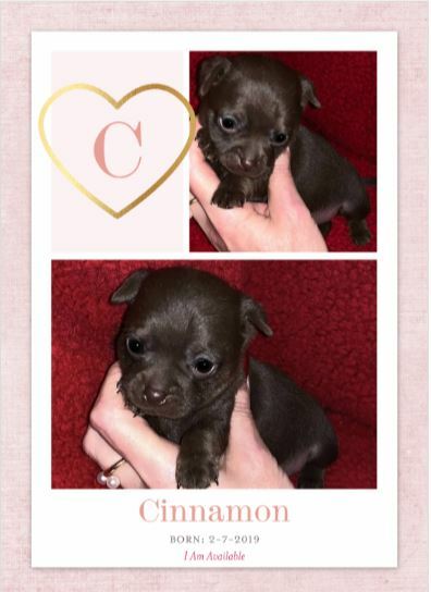 Medium Photo #1 Chihuahua Puppy For Sale in HENDERSON, NC, USA