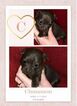 Small Photo #1 Chihuahua Puppy For Sale in HENDERSON, NC, USA