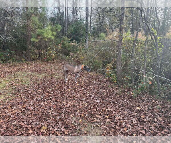 Medium Photo #3 Great Dane Puppy For Sale in Bullard, TX, USA