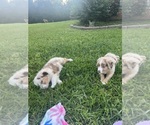 Small #4 Australian Shepherd