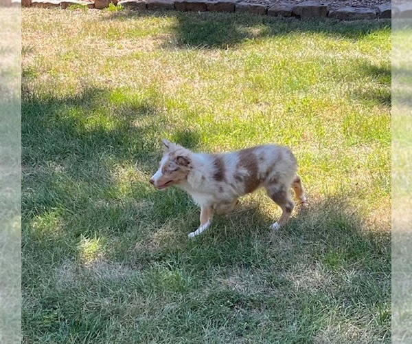 Medium Photo #3 Miniature Australian Shepherd Puppy For Sale in WENTZVILLE, MO, USA